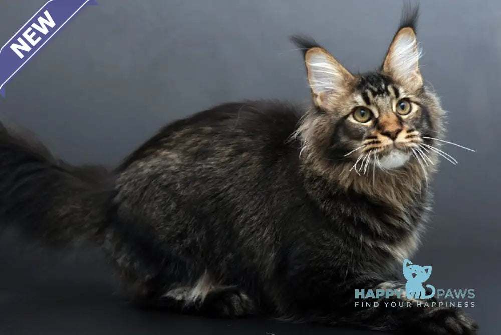 Domenik Maine Coon male black silver tabby live animals