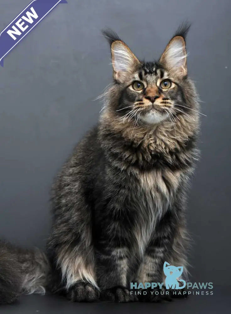 Domenik Maine Coon male black silver tabby live animals