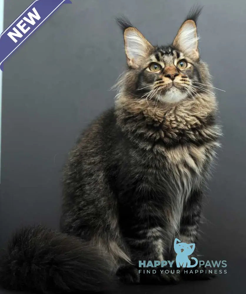 Domenik Maine Coon male black silver tabby live animals