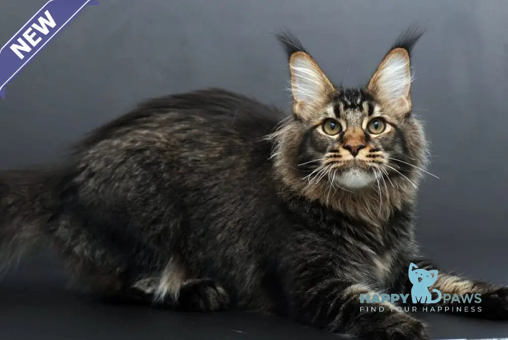 Domenik Maine Coon male black silver tabby live animals