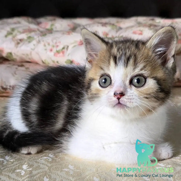 Dominic Scottish Straight male black tabby bicolour - live animals