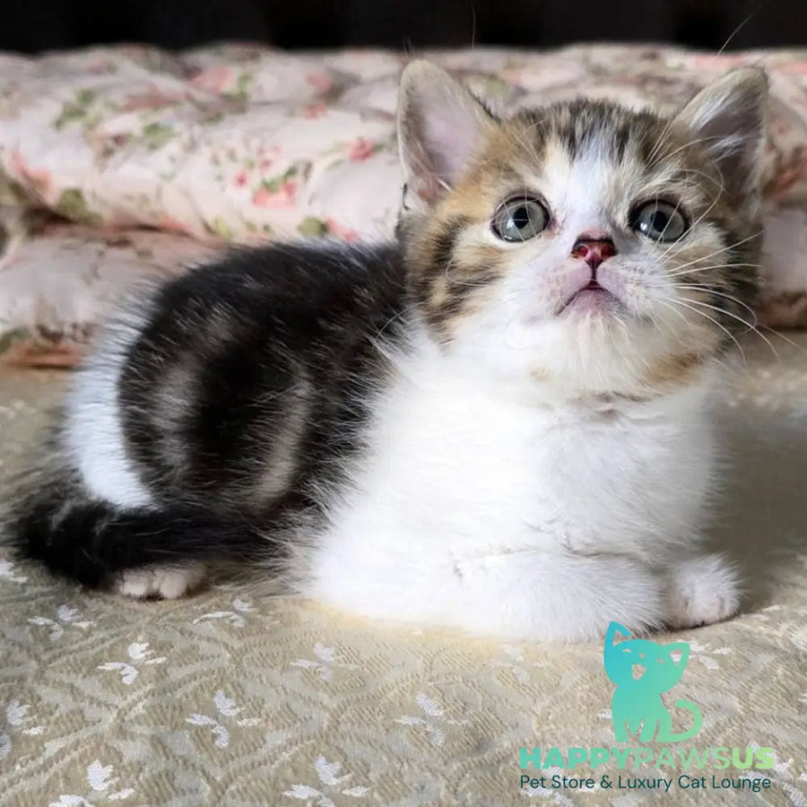 Dominic Scottish Straight male black tabby bicolour - live animals