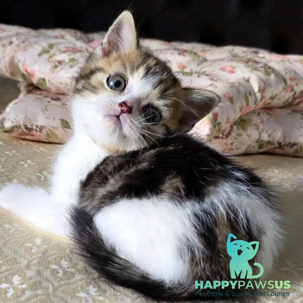Dominic Scottish Straight male black tabby bicolour - live animals