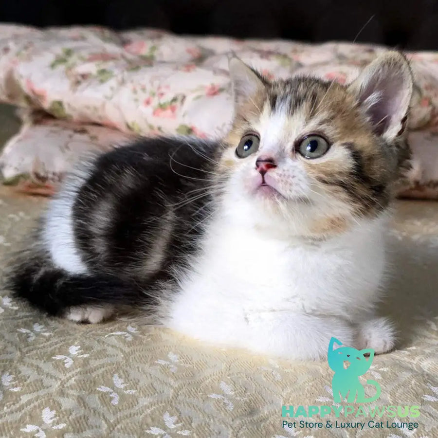 Dominic Scottish Straight male black tabby bicolour - live animals