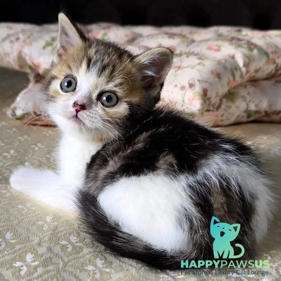 Dominic Scottish Straight male black tabby bicolour - live animals
