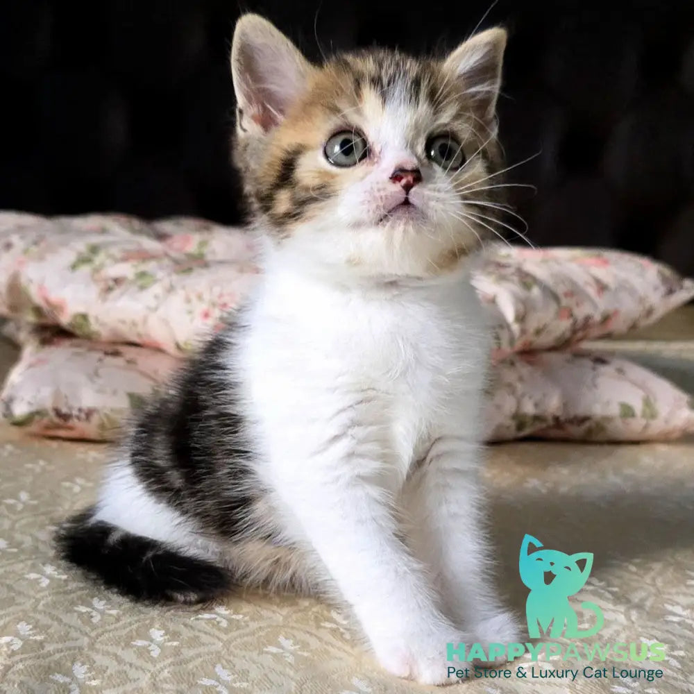 Dominic Scottish Straight male black tabby bicolour - live animals