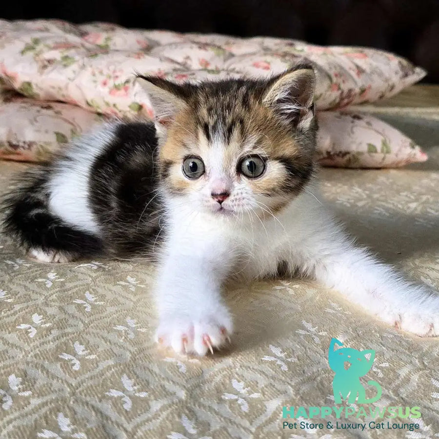 Dominic Scottish Straight male black tabby bicolour - live animals