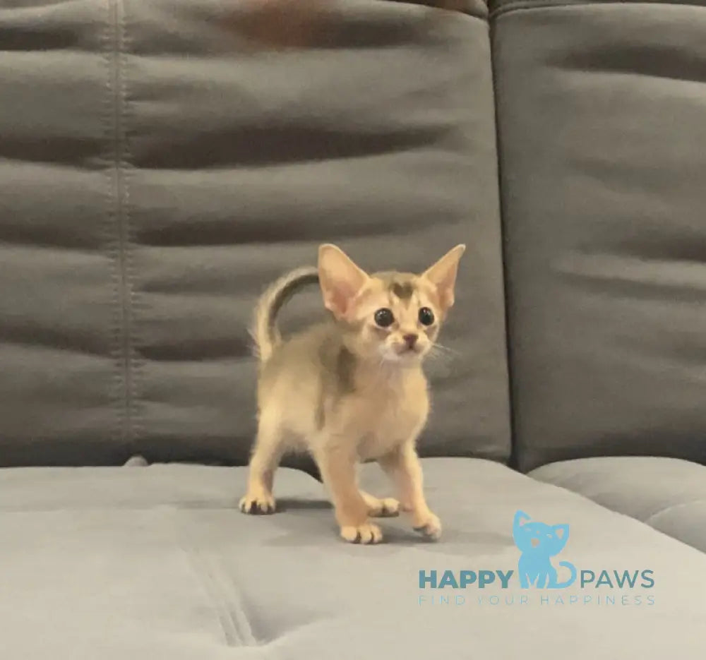 Dominica Abyssinian female blue live animals