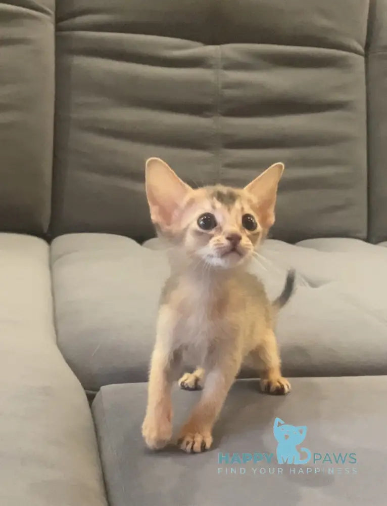 Dominica Abyssinian female blue live animals