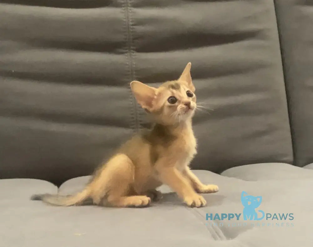 Dominica Abyssinian female blue live animals