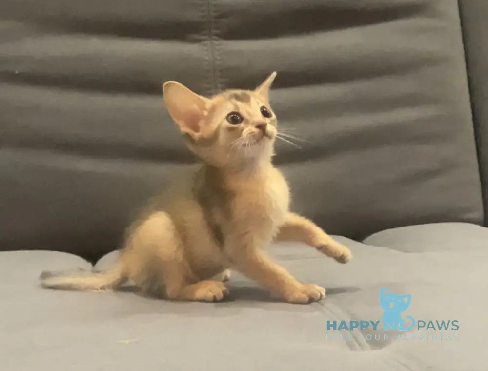 Dominica Abyssinian female blue live animals