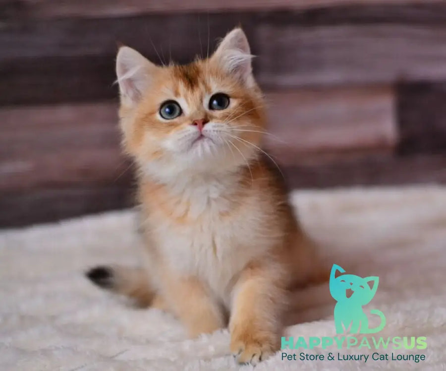 Dominik British Shorthair male black golden shaded - live animals