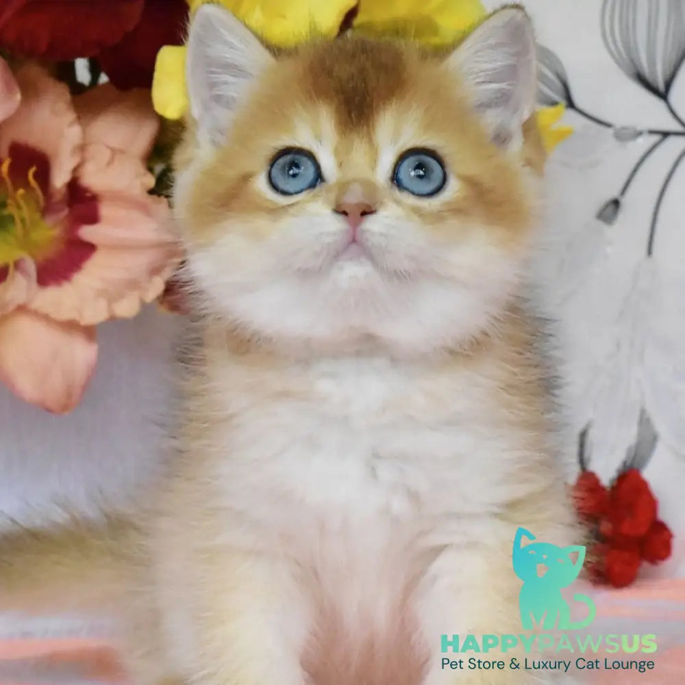 Dominik British Shorthair male black golden shaded - live animals