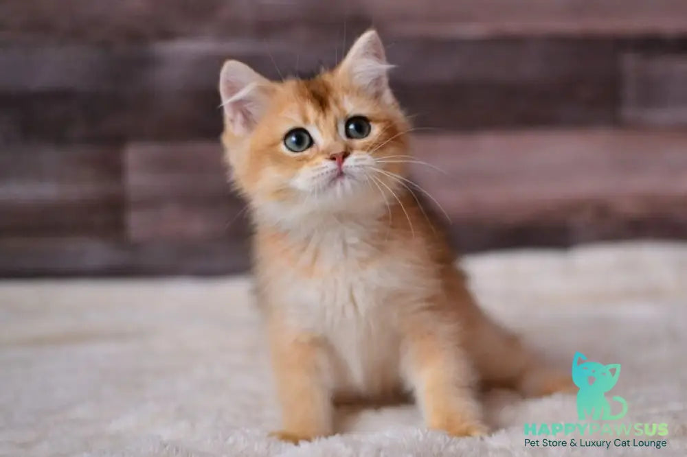 Dominik British Shorthair male black golden shaded - live animals