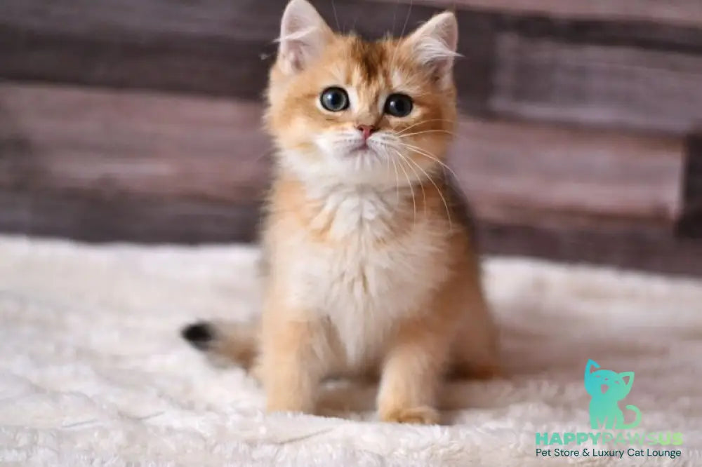 Dominik British Shorthair male black golden shaded - live animals
