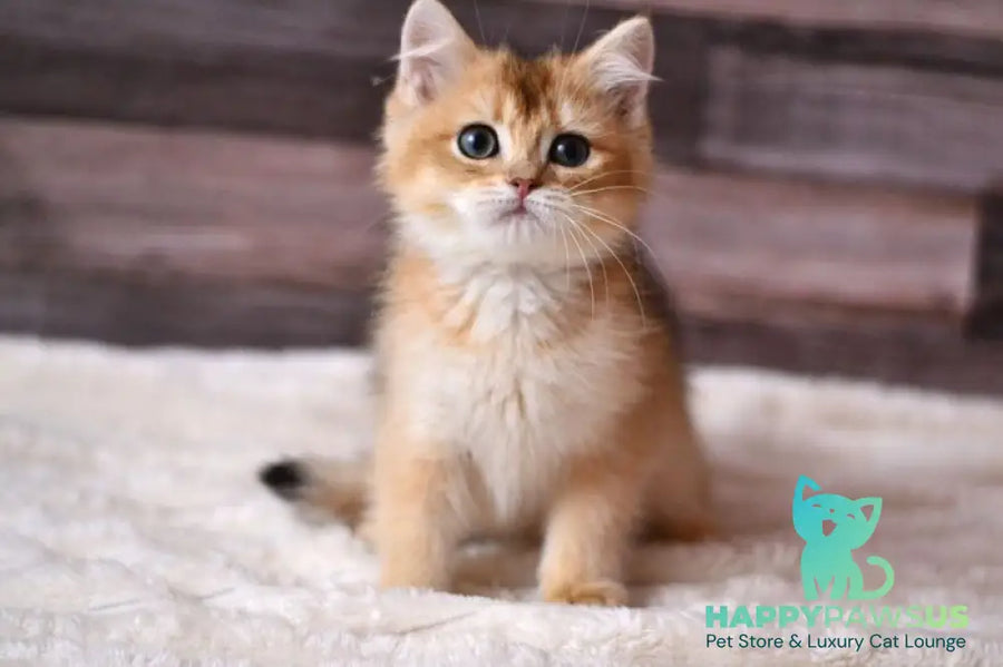 Dominik British Shorthair male black golden shaded - live animals