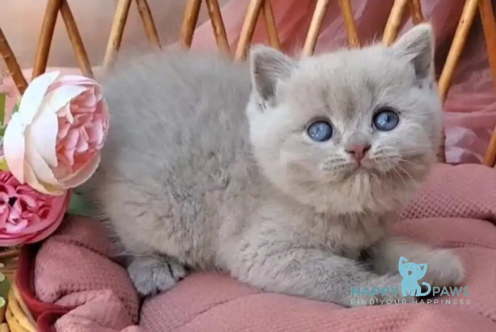 Dominik British Shorthair male lilac live animals