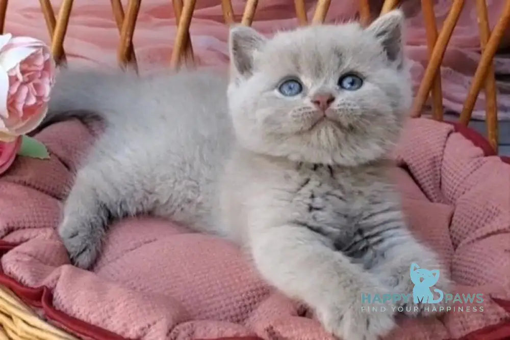 Dominik British Shorthair male lilac live animals