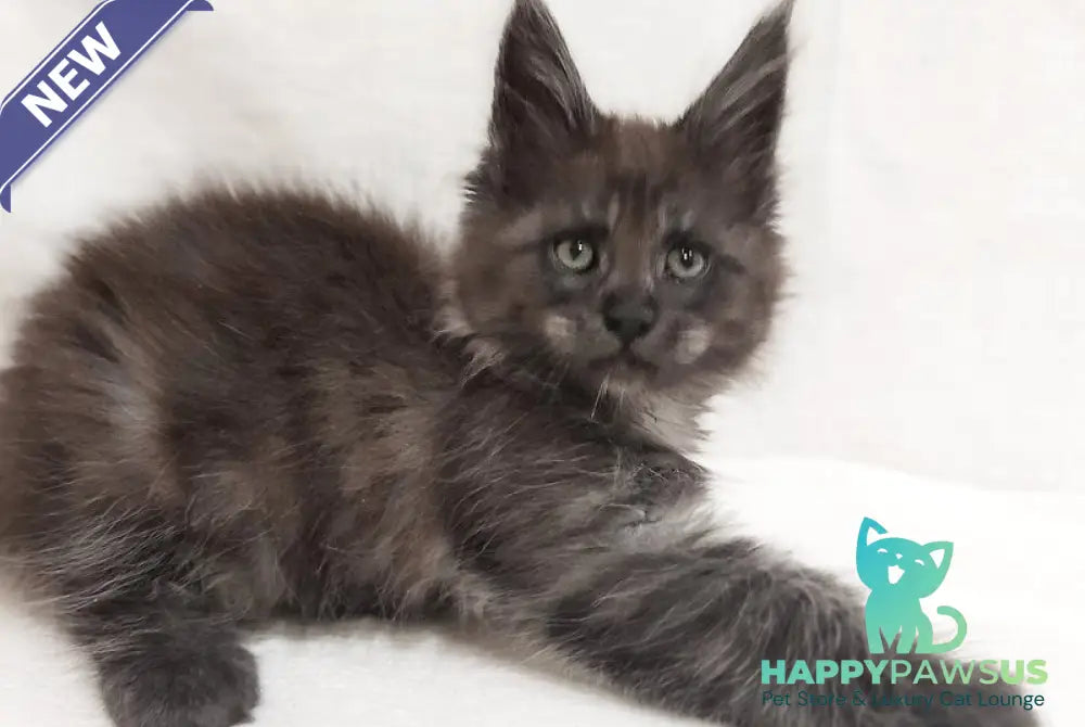 Dominik Maine Coon male black silver - live animals