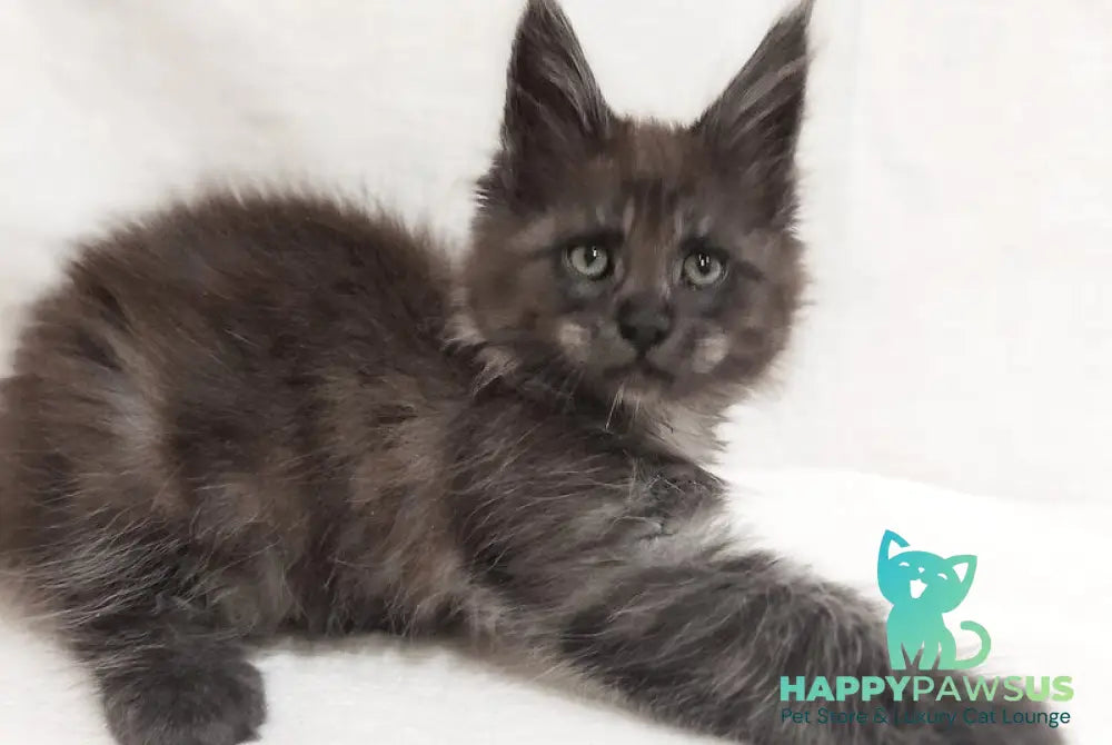 Dominik Maine Coon male black silver - live animals