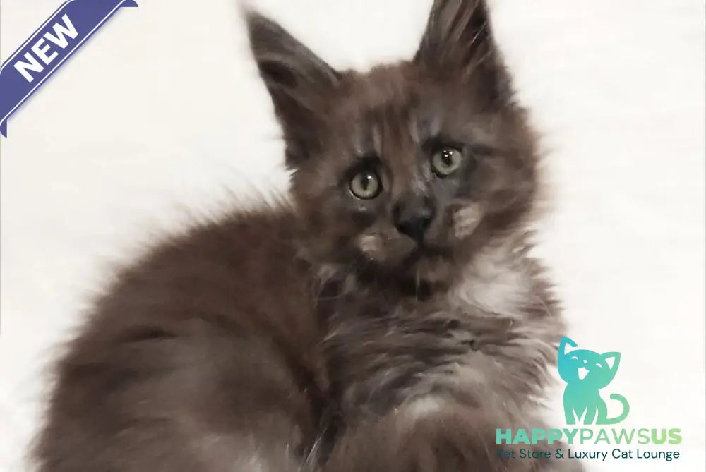 Dominik Maine Coon male black silver - live animals