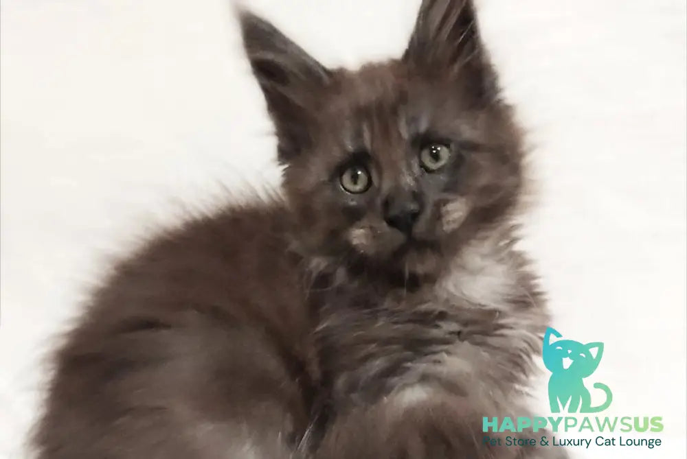 Dominik Maine Coon male black silver - live animals