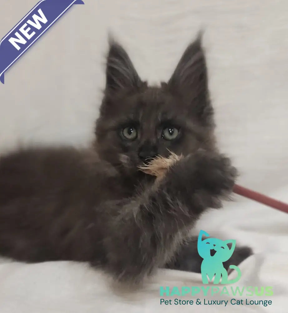 Dominik Maine Coon male black silver - live animals