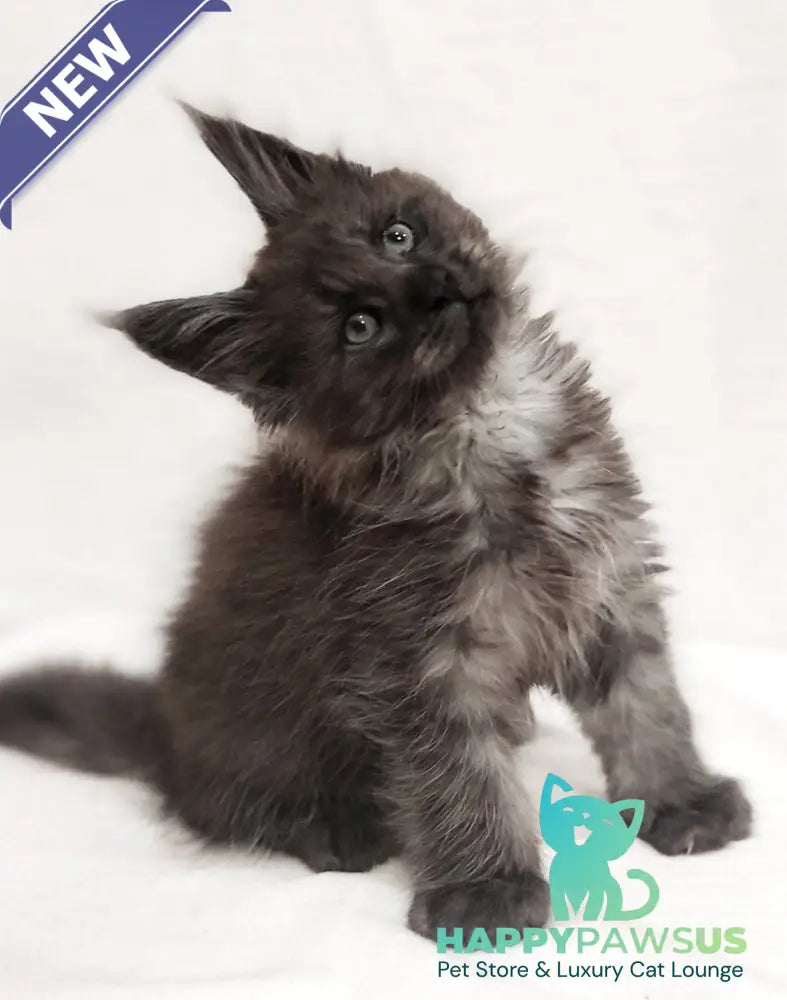 Dominik Maine Coon male black silver - live animals