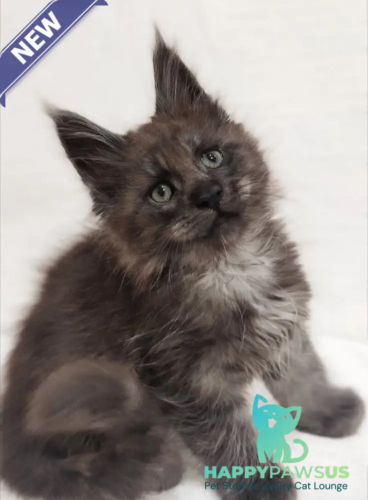 Dominik Maine Coon male black silver - live animals