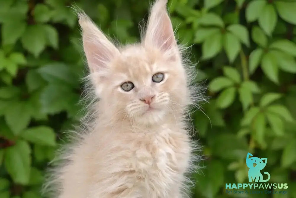 Dominik Maine Coon male cream - live animals