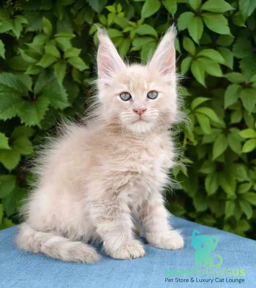 Dominik Maine Coon male cream - live animals