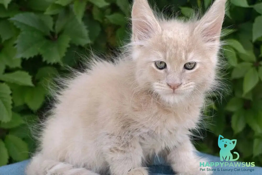 Dominik Maine Coon male cream - live animals