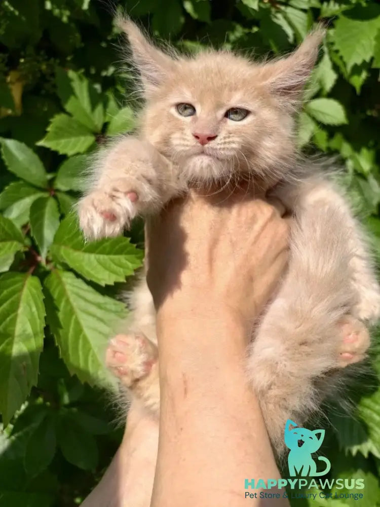 Dominik Maine Coon male cream - live animals