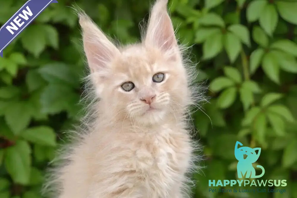Dominik Maine Coon male cream - live animals