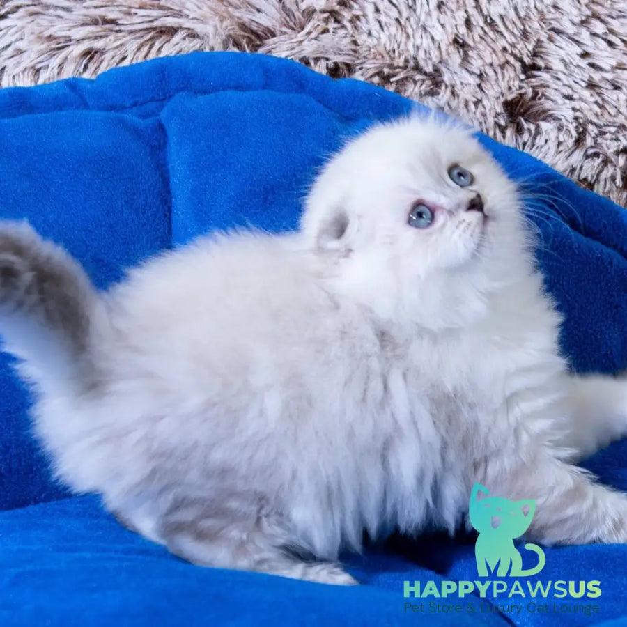 Dominik Scottish Fold male black tabby pointed - live animals