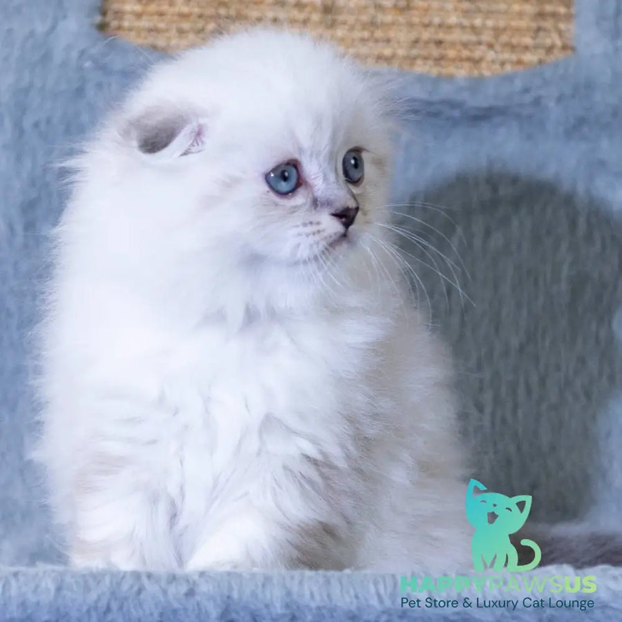 Dominik Scottish Fold male black tabby pointed - live animals