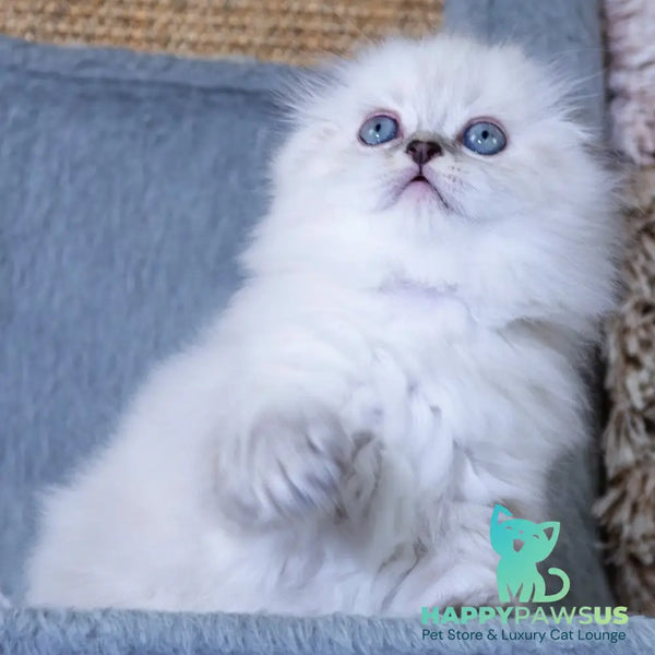 Dominik Scottish Fold male black tabby pointed - live animals