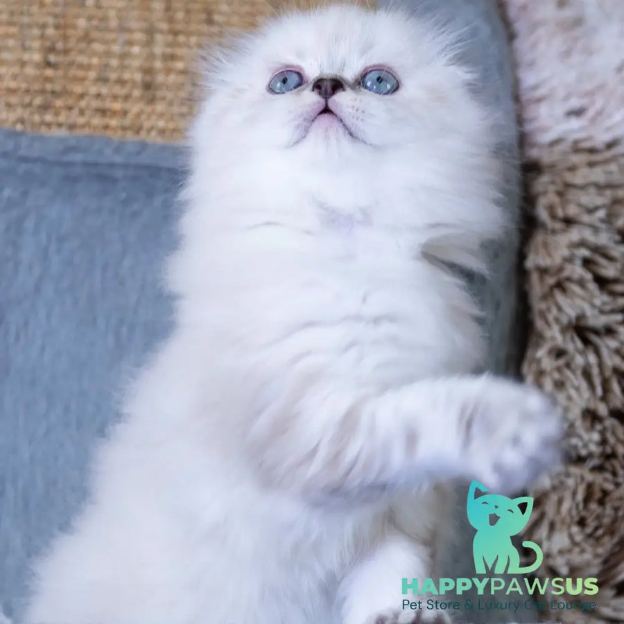 Dominik Scottish Fold male black tabby pointed - live animals