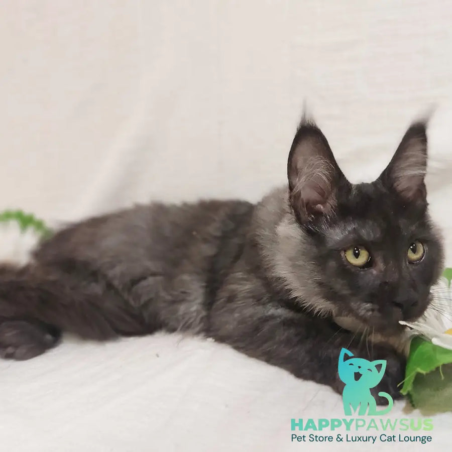 Dominika Maine Coon female black silver - live animals