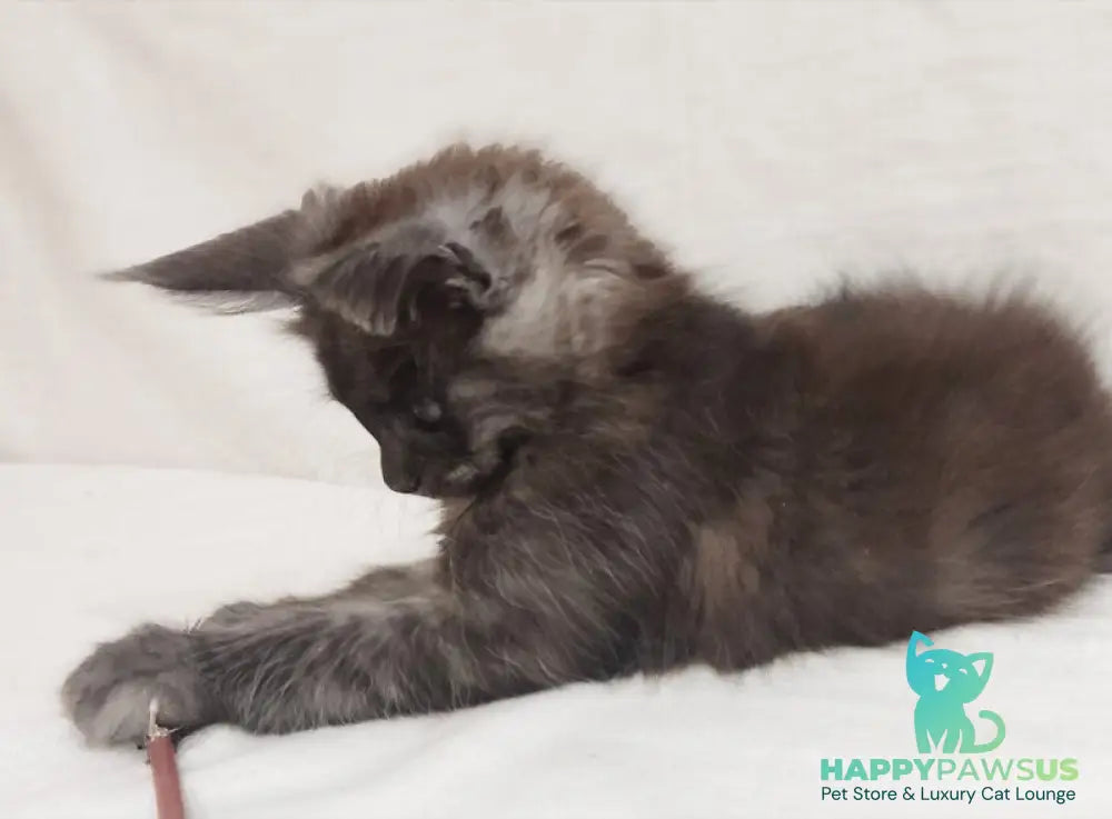 Dominika Maine Coon female black silver - live animals