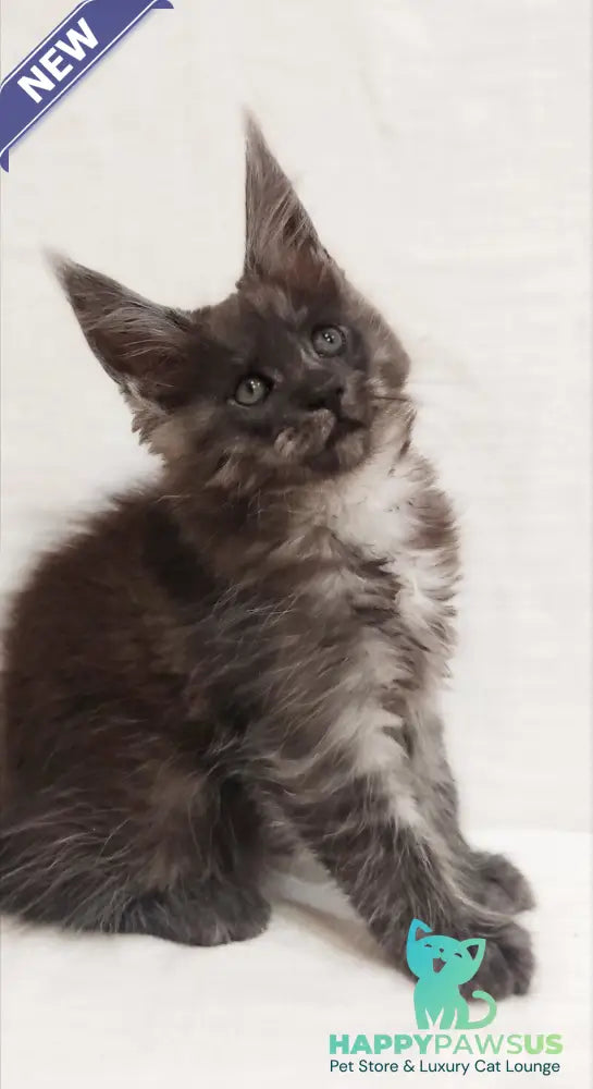 Dominika Maine Coon female black silver - live animals
