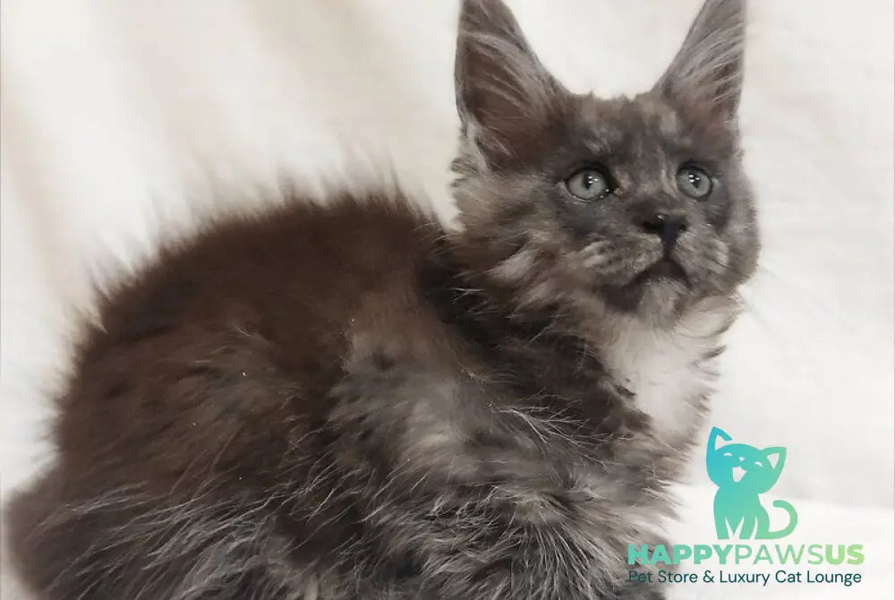 Dominika Maine Coon female black silver - live animals
