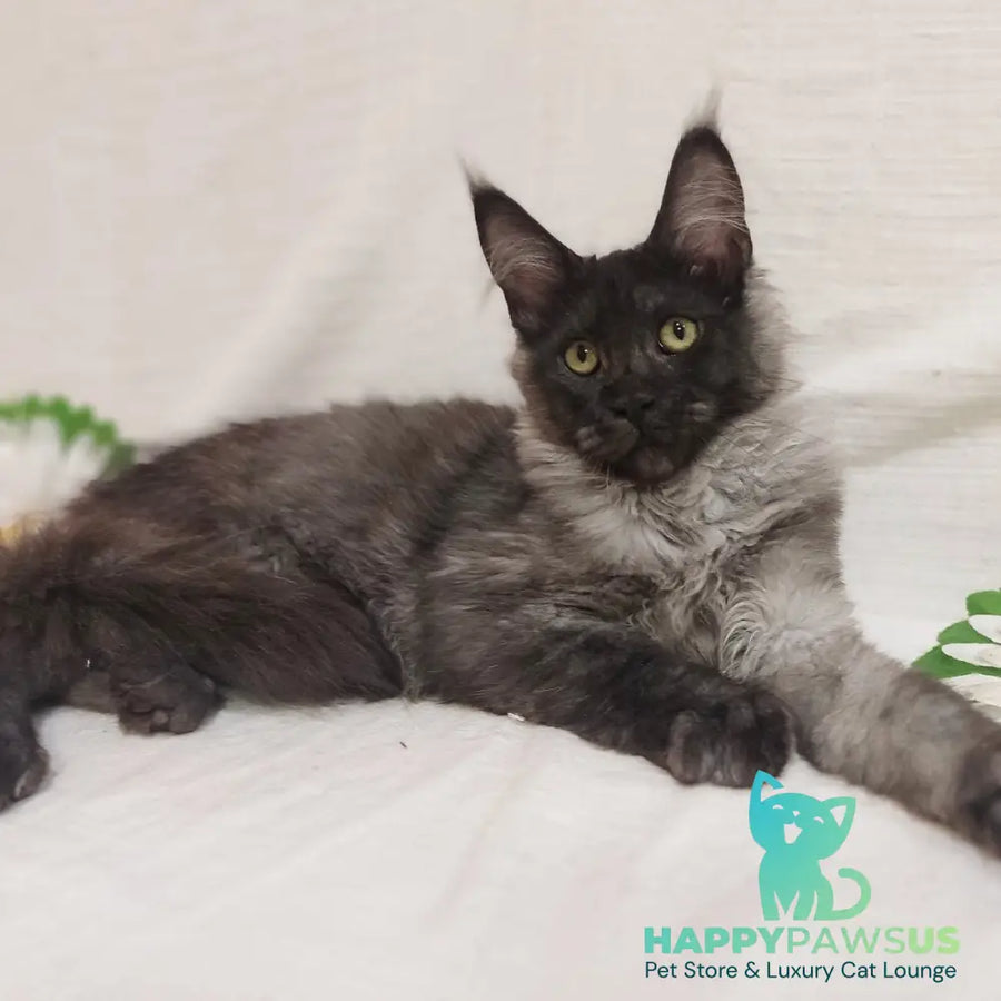 Dominika Maine Coon female black silver - live animals