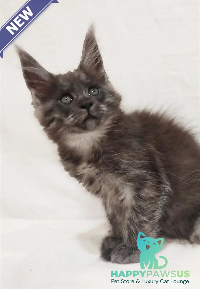 Dominika Maine Coon female black silver - live animals