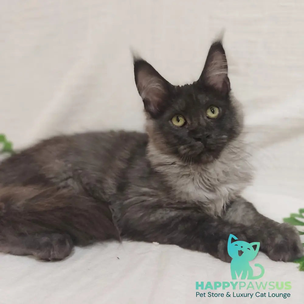 Dominika Maine Coon female black silver - live animals