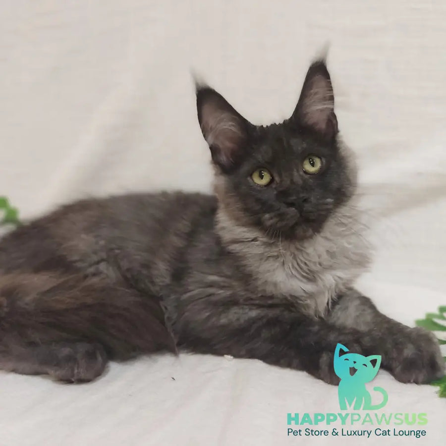 Dominika Maine Coon female black silver - live animals