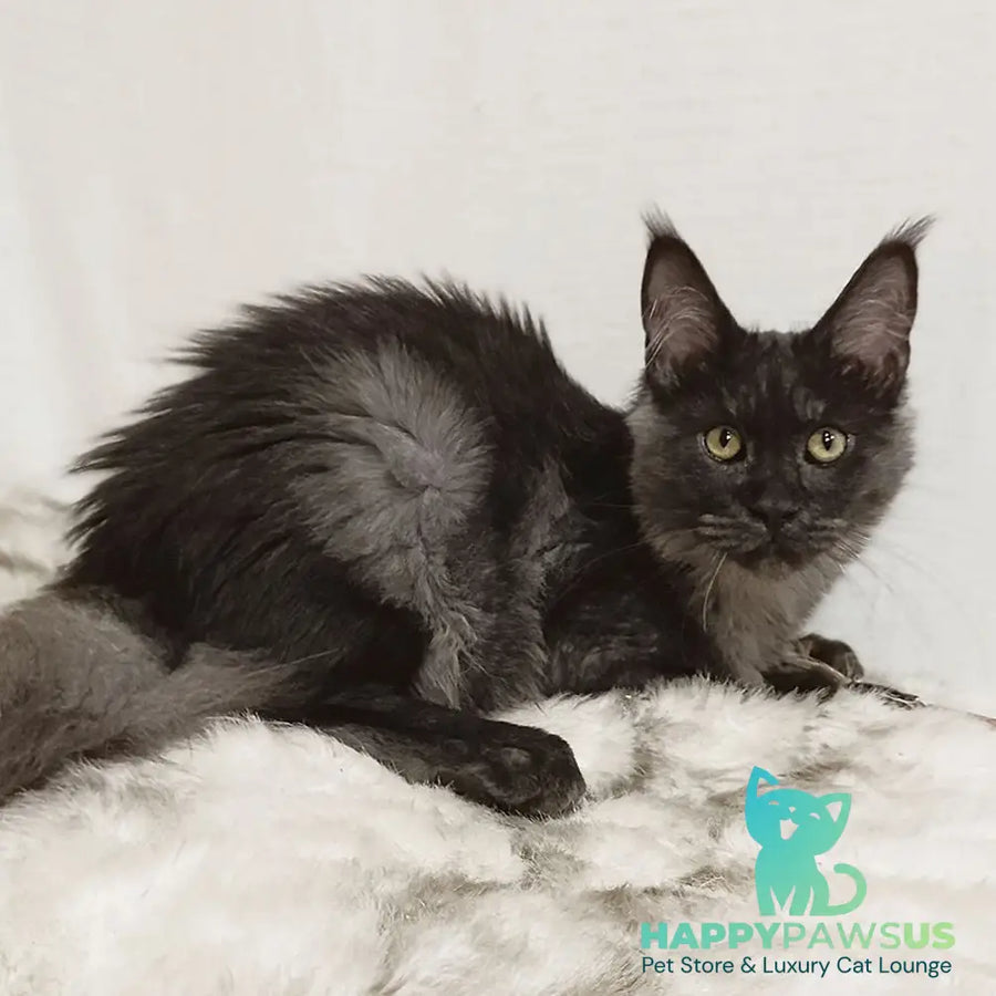 Dominika Maine Coon female black silver - live animals