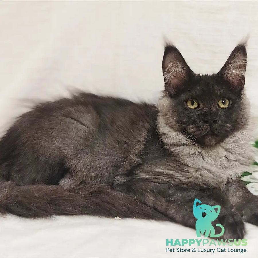 Dominika Maine Coon female black silver - live animals