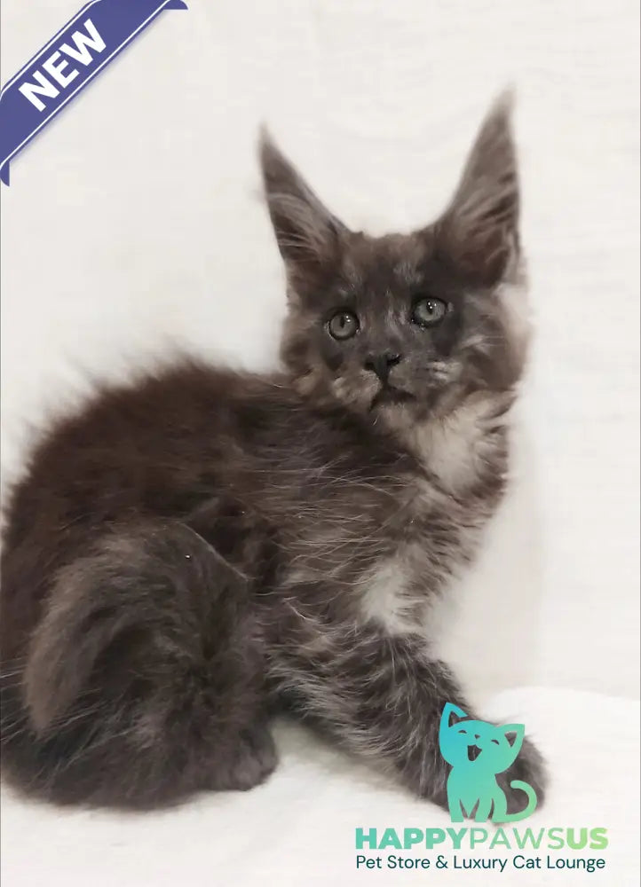 Dominika Maine Coon female black silver - live animals