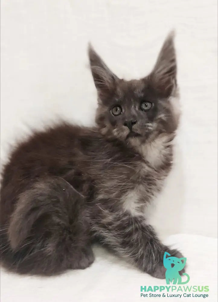 Dominika Maine Coon female black silver - live animals